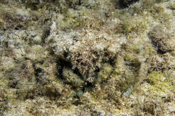 Decorator crab (Camposcia retusa) camouflages itself with algae, example of perfect camouflage through mimesis, Pacific, Philippines
