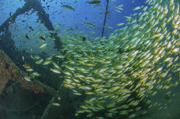 Underwater photo of large school of common snapper (Lutjanus lutjanus) living on wreck on seabed, Indian Ocean, Indo-Pacific, Andaman Sea, Khao Lak, Thailand