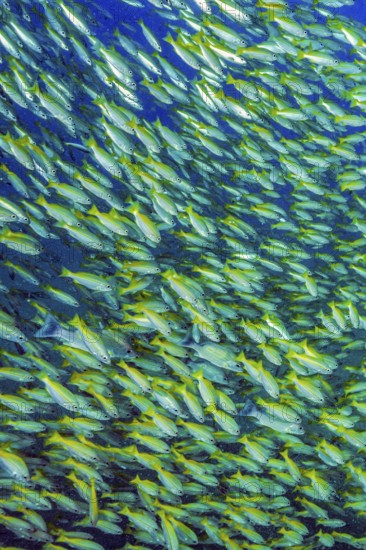 Underwater photo of large school of common snapper (Lutjanus lutjanus), Indian Ocean, Indo-Pacific, Andaman Sea, Thailand