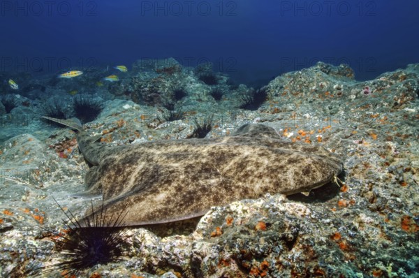 Underwater photo of predator fish lurking well camouflaged for prey Common angel shark (Squatina squatina) lies on rocky seabed ancient prehistoric lava forms rocky reef, East Atlantic, Fuerteventura, Canary Islands, Spain