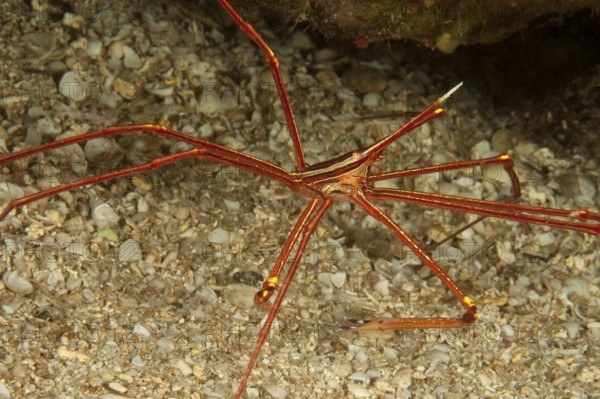 Underwater photo of Arrow Crab (Stenorhynchus lanceloatus) sitting in front of small cave dwelling living cave on sandy seabed, Eastern Atlantic, Macaronesian Archipelago, Fuerteventura, Canary Islands, Canary Islands, Spain