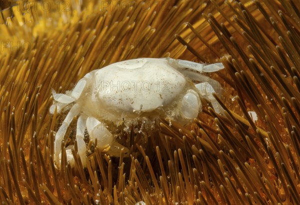Underwater photo extreme close-up of tiny heart sea urchin pea crab (Dissodactylus primitivus) living between spines of sea urchins, Caribbean Sea, Bahamas