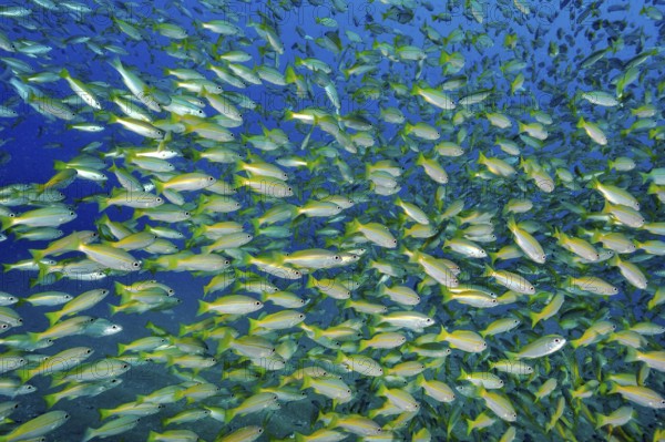 Underwater photo of large school of fish Bigeye snapper (Lutjanus lutjanus), Indian Ocean, Indo-Pacific, Andaman Sea, Thailand