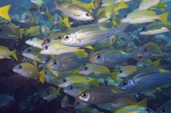 Underwater photo close-up of school of fish with several species of snapper including blue-striped snapper (Lutjanusm kasmira), common snapper (Lutjanus lutjanus), Indian Ocean, Indo-Pacific, Andaman Sea, Thailand