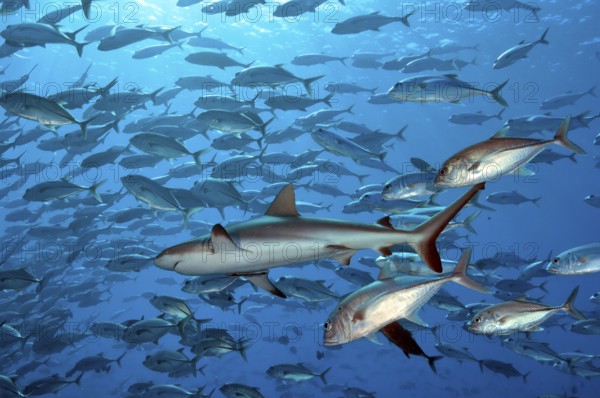 Underwater photo of Grey reef shark (Carcharhinus amblyrhynchos) swimming through large school of fish being chased by bigeye jackfish (Caranx sexfasciatus), Pacific Ocean