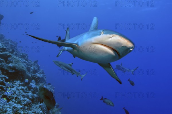 Underwater photo close-up of Grey reef shark (Carcharhinus amblyrhynchos) swimming next to coral reef with slightly open mouth aggressively towards viewer, Pacific Ocean