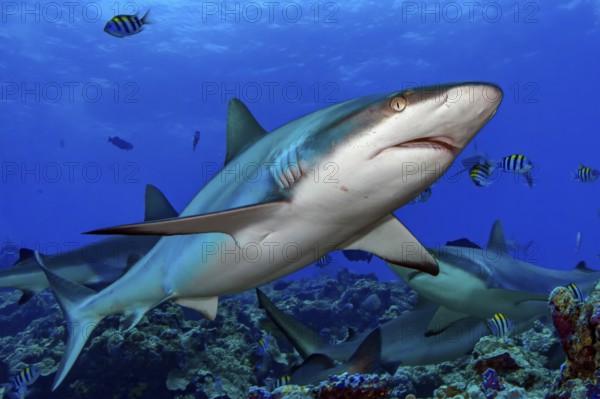 Underwater photo close-up of Grey reef shark (Carcharhinus amblyrhynchos) swimming over coral reef with slightly open mouth directly past viewer, Pacific Ocean