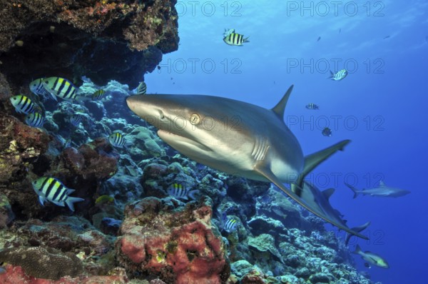 Underwater photo of large specimen of large Grey reef shark (Carcharhinus amblyrhynchos) swimming along reef edge edge of tropical coral reef past viewer, Pacific Ocean