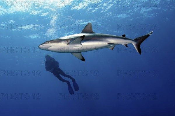 Large specimen of Grey reef shark (Carcharhinus amblyrhynchos) circles around and swims past diver in dangerous situation in open sea, Pacific Ocean