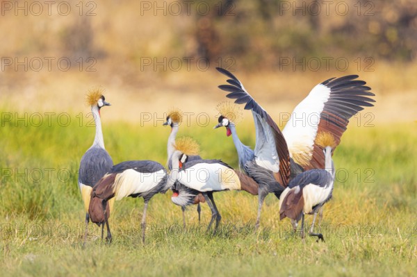 Crowned Crane (Balearica regulorum) Zambia