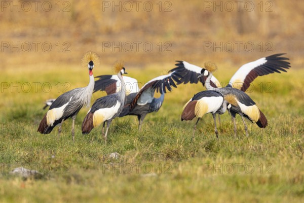 Crowned Crane (Balearica regulorum) Courtship behaviour Zambia