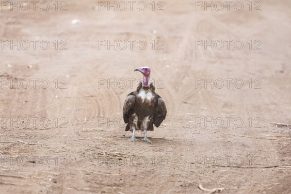 Black-capped vulture (Necrsoyrtes monachus) Zambia