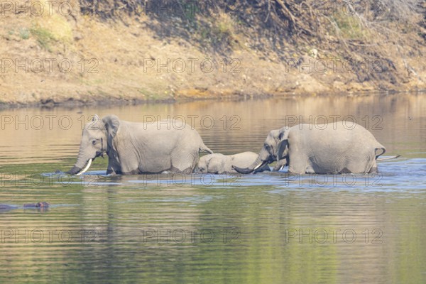 Family of the African elephant (Loxodonta africana) crossing the Luangwa River in Zambia