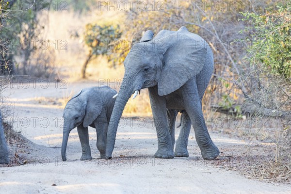African elephant (Loxodonta africana) Zambia