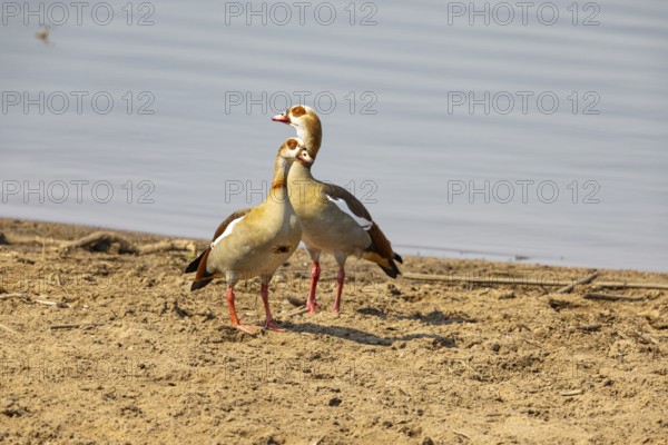 Egyptian goose (Alopochen aegyptiaca) Zambia