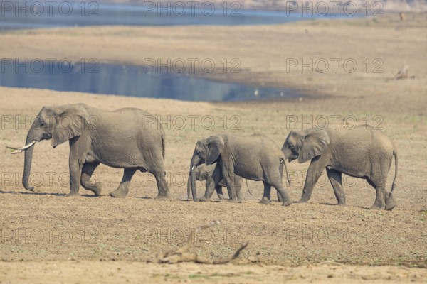 African elephant (Loxodonta africana) family crossing the Luangwa Valley in Zambia