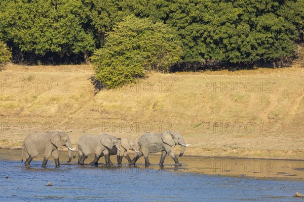 African elephant (Loxodonta africana) in the Luangwa River in Zambia