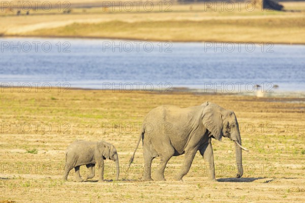 African elephant (Loxodonta africana) in the Luangwa riverbed in Zambia
