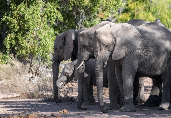 Herd of African elephants (Loxodonta africana), desert elephants, riverbed of the Ugab River, Damaraland, Kunene region, Namibia