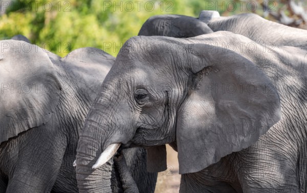 Single elephant in a herd of African elephants (Loxodonta africana), desert elephants, riverbed of the Ugab River, Damaraland, Kunene region, Namibia