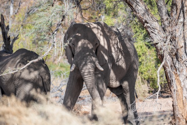 African elephant (Loxodonta africana), desert elephant, riverbed of the Ugab River, Damaraland, Kunene region, Namibia