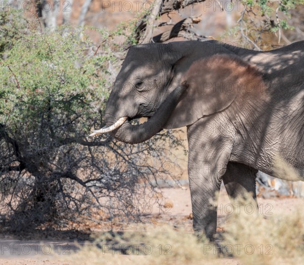 African elephant (Loxodonta africana) taking a dust bath, desert elephant, riverbed of the Ugab River, Damaraland, Kunene region, Namibia
