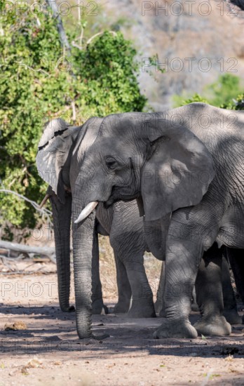 African elephant (Loxodonta africana), desert elephant, riverbed of the Ugab River, Damaraland, Kunene region, Namibia