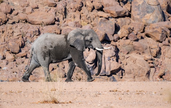 African elephant (Loxodonta africana), desert elephant, in the riverbed of the Ugab River, desert landscape with red rocky hills, Damaraland, Kunene region, Namibia