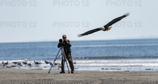Nature photographer with tripod taking a picture of a bald eagle (Haliaeetus leucocephalus) in flight, Anchor Point, Anchor River State Recreation Area, Alaska, USA