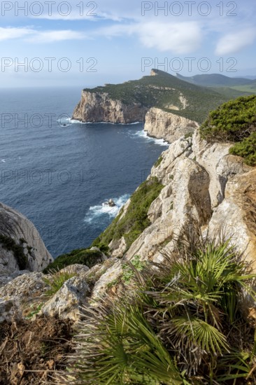 Steep cliffs by the sea, coastal landscape, cliffs on the Capo Caccia headland, Alghero, Sardinia, Italy