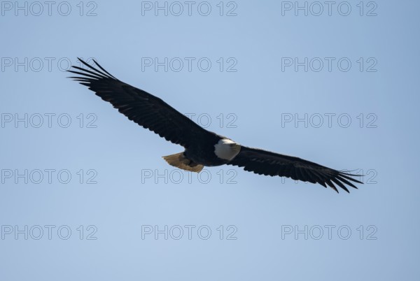 Bald eagle (Haliaeetus leucocephalus) in flight against a blue sky, Anchor Point, Alaska, USA