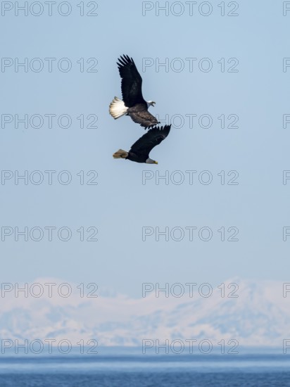 Two bald eagles (Haliaeetus leucocephalus) in flight against a blue sky, Anchor Point, Alaska, USA