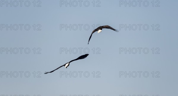 Two bald eagles (Haliaeetus leucocephalus) in flight against a blue sky, Anchor Point, Alaska, USA
