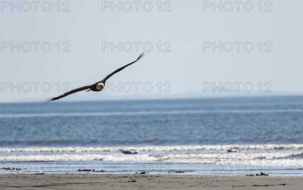 Bald eagle (Haliaeetus leucocephalus) in flight at sea, Anchor Point, Alaska, USA