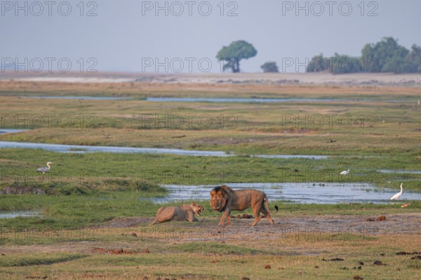 Maned lion and lioness, lion (Panthera leo), Ihaha, Chobe National Park, Botswana