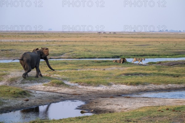 Elephant attacks maned lion and lioness, lion (Panthera Leo) runs away, Ihaha, Chobe National Park, Botswana