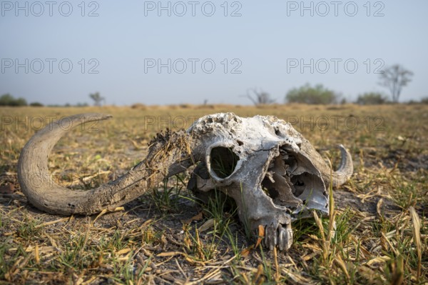 Buffalo Skull, Moremi Game Reserve, Botswana