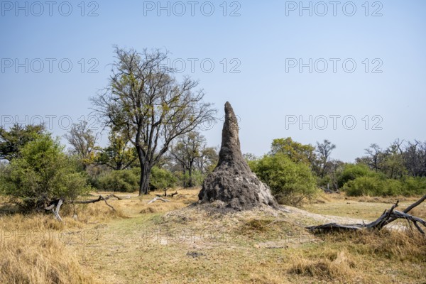 Termite hill, Moremi Game Reserve, Botswana