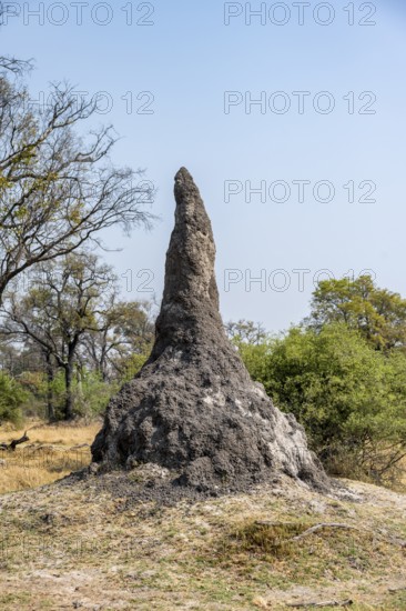 Termite hill, Moremi Game Reserve, Botswana