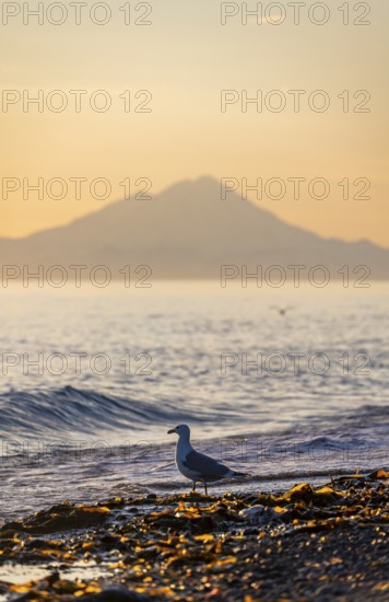 Seagull (Larinae) on the beach, view across Cook Inlet to white peaks of Mount Redoubt at sunset, midnight sun, mountains of the Aleutian chain, Anchor Point, Anchor River State Recreation Area, Alaska, USA