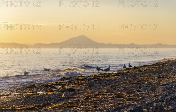Seagulls (Larinae) on the beach, view across Cook Inlet to white mountain peaks of Mount Redoubt at sunset, midnight sun, mountains of the Aleutian chain, Anchor Point, Anchor River State Recreation Area, Alaska, USA