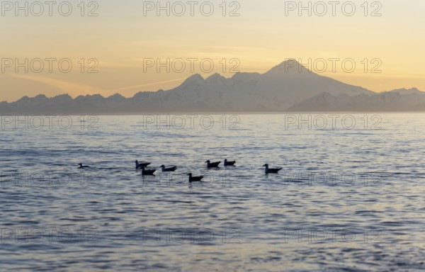 Seabirds swim in the ocean, view across Cook Inlet to white mountain peaks of Mount Iliamna at sunset, midnight sun, Aleutian mountains, Anchor Point, Anchor River State Recreation Area, Alaska, USA