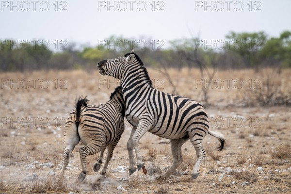 Two plains zebras (Equus quagga) fighting, Etosha National Park, Namibia