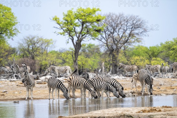 Herd of plains zebra (Equus quagga) at a waterhole, Etosha National Park, Namibia