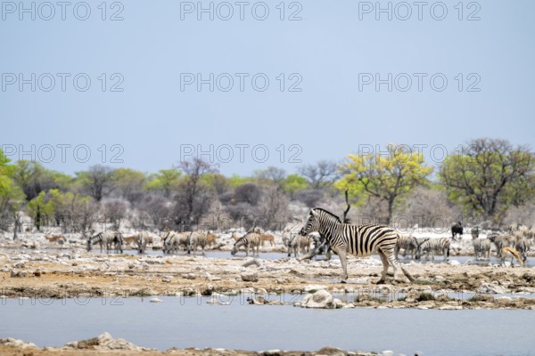 Plains zebra (Equus quagga), Etosha National Park, Namibia