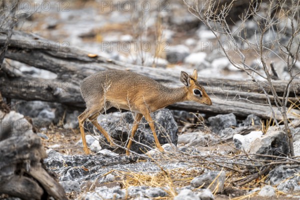 Damara dik-dik or kirk dik-dik (Madoqua kirkii), adult animal in the undergrowth, Etosha National Park, Namibia