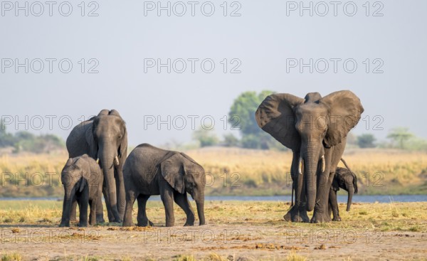 Herd of African elephants (Loxodonta africana), Ihaha, Chobe National Park, Botswana
