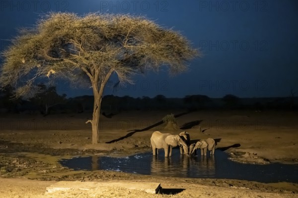 Waterhole at night, African elephants drinking, night view, Kasane, Botswana