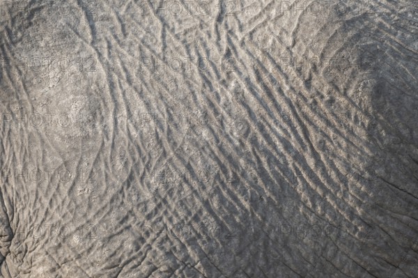 Detail, skin, African elephant (Loxodonta africana), Ihaha, Chobe National Park, Botswana