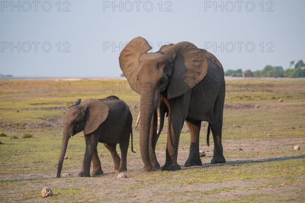 African elephant with young (Loxodonta africana), Ihaha, Chobe National Park, Botswana